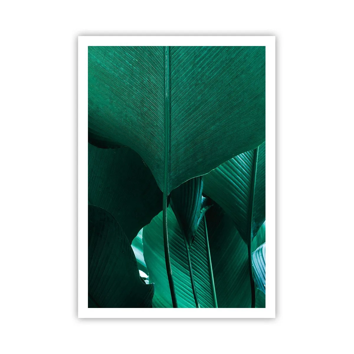 Poster - Cu frunza la lumină - 70x100 cm