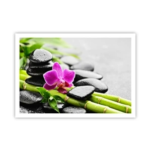 Poster - Într-un echilibru pașnic - 100x70 cm