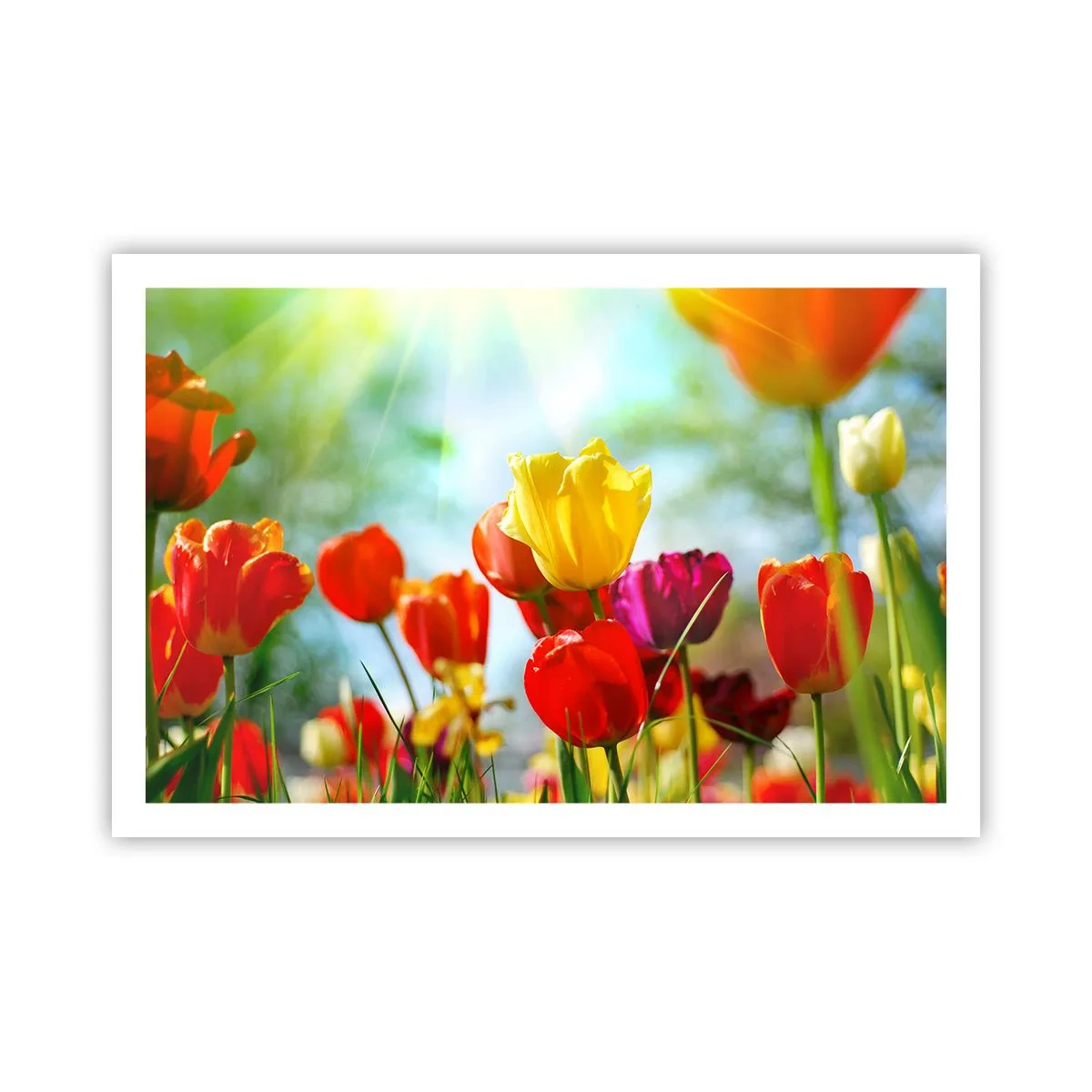Poster - Toate culorile soarelui - 91x61 cm