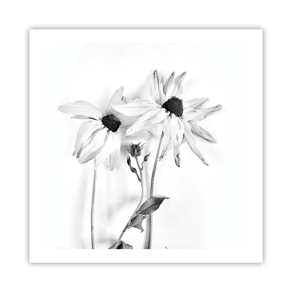 Poster - Nimeni nu vrea să fie singur - 60x60 cm