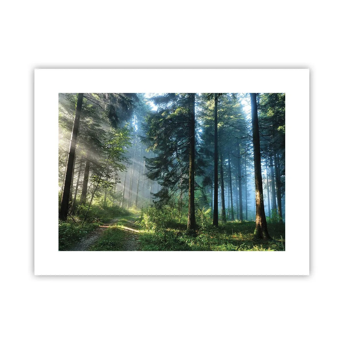 Poster - Strălucirea de dimineață - 40x30 cm