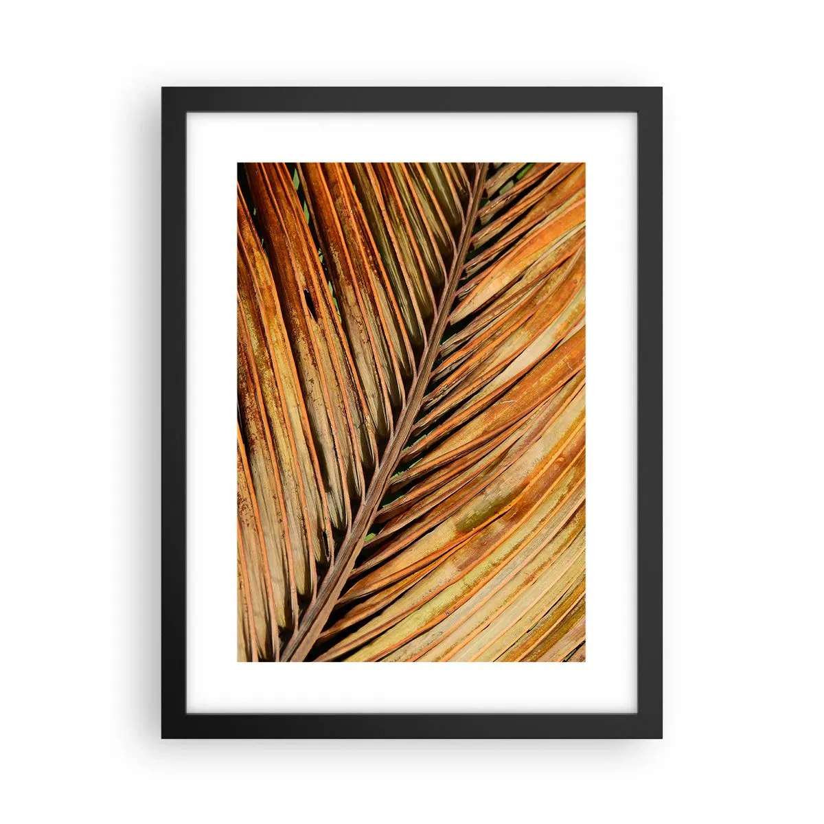 Poster în ramă neagră - Aur de nucă de cocos - 30x40 cm