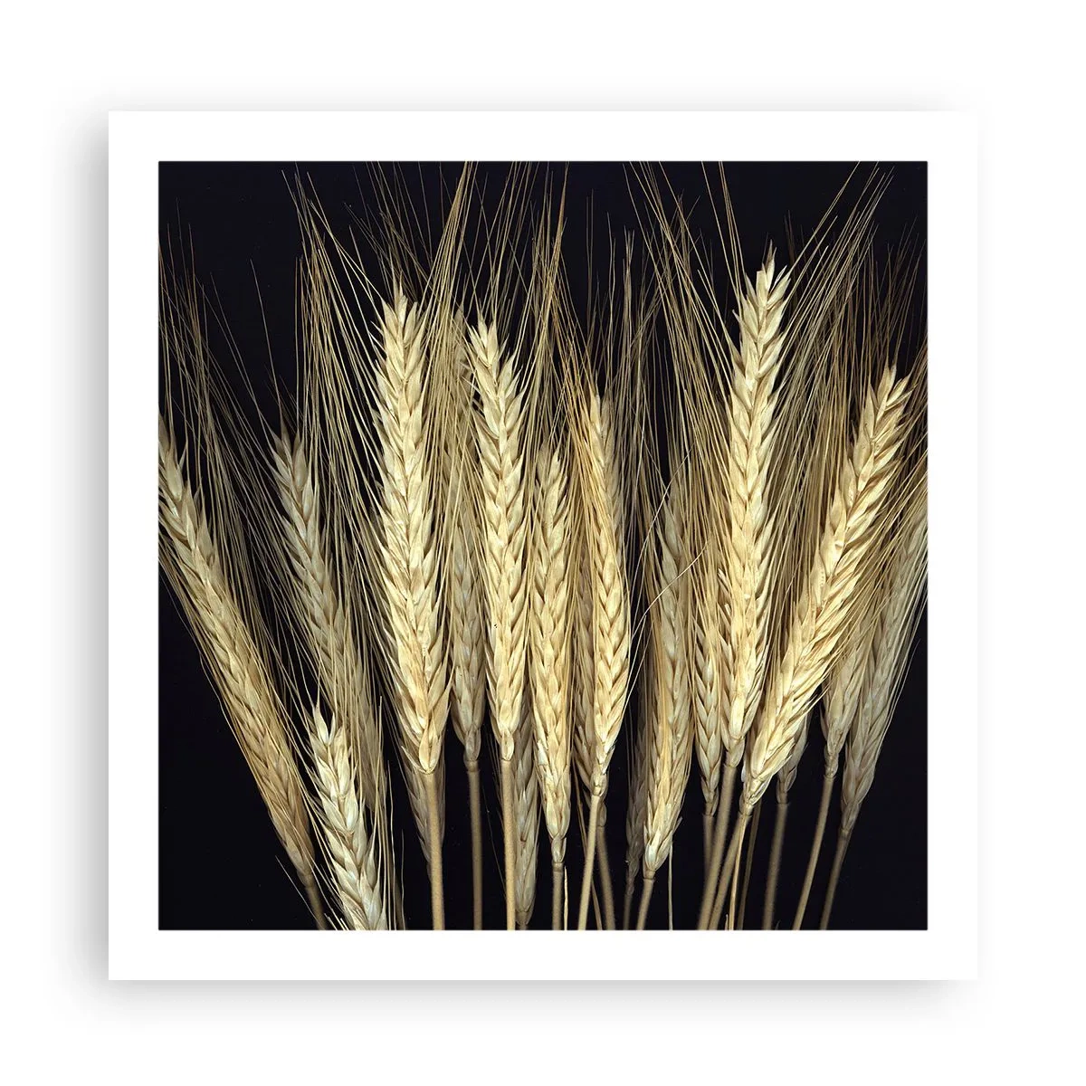 Poster - Magie rustică - 60x60 cm