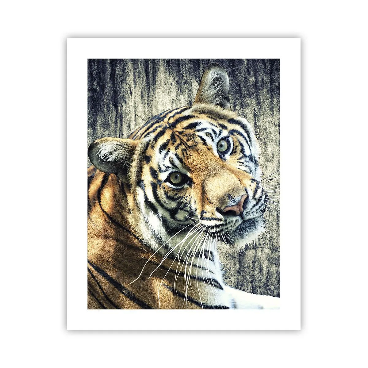 Poster - Portret în fluxuri de lumină - 40x50 cm