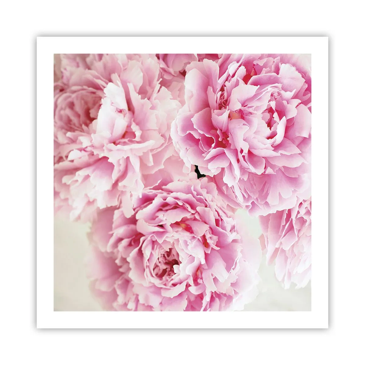 Poster - În luxul roz - 60x60 cm