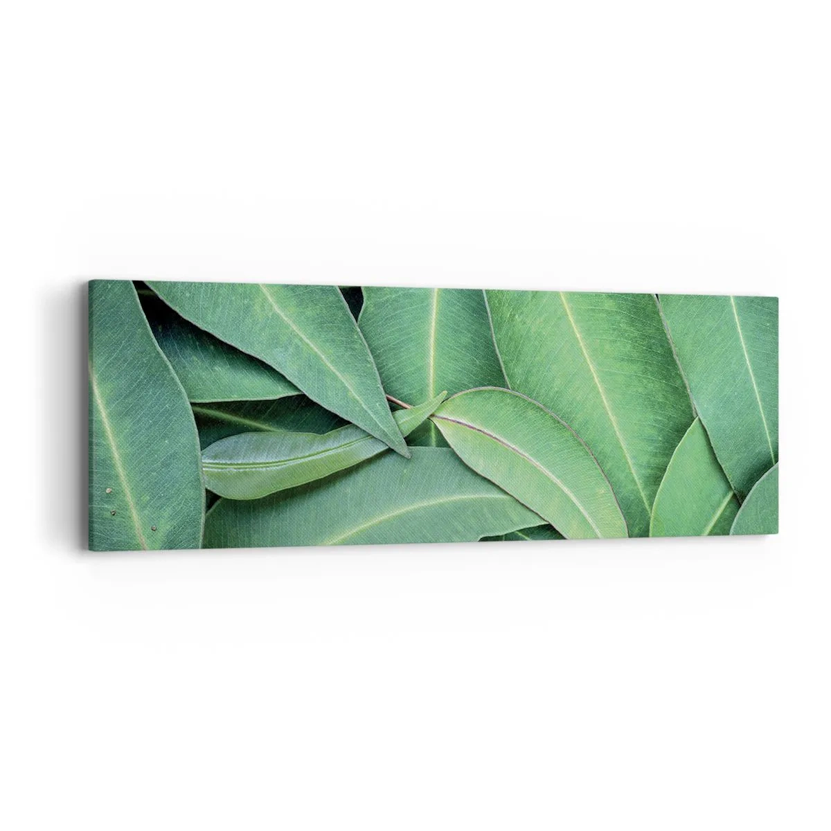 Tablou pe pânză - Suculente și proaspete - 90x30 cm