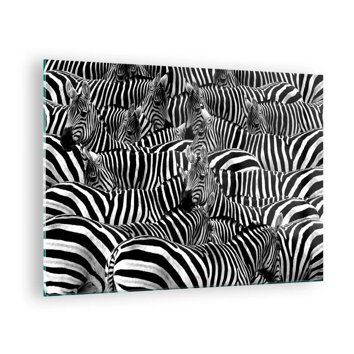 Tablou pe sticlă - O turmă de zebre în monocrom - 70x50cm - Portret de grup cu dungi - Decorațiune modernă pentru perete pentru living și dormitor ARTTOR