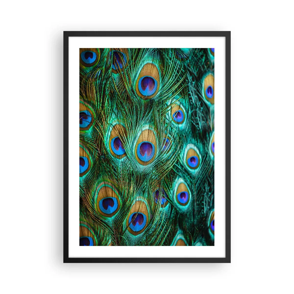 Poster în ramă neagră - Pene de păun în culori intense - 50x70cm - O privire cu ochi de păun - Decorațiune modernă pentru perete pentru living și dormitor ARTTOR