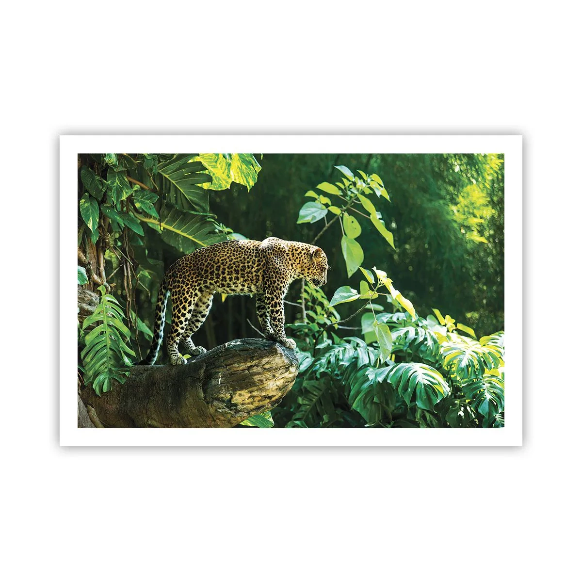 Poster - La vânătoare? - 91x61 cm