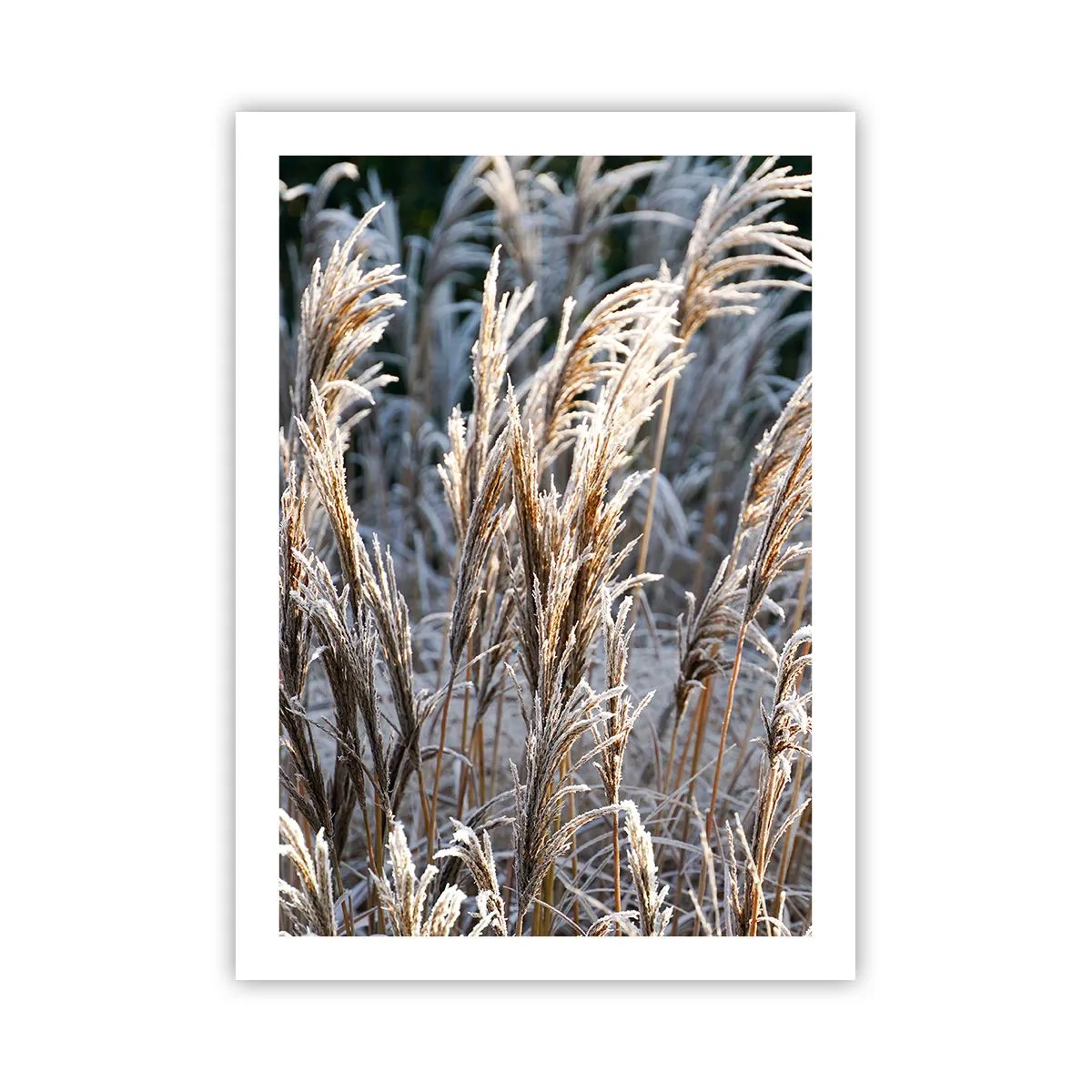 Poster - Împodobite cu brumă - 50x70 cm