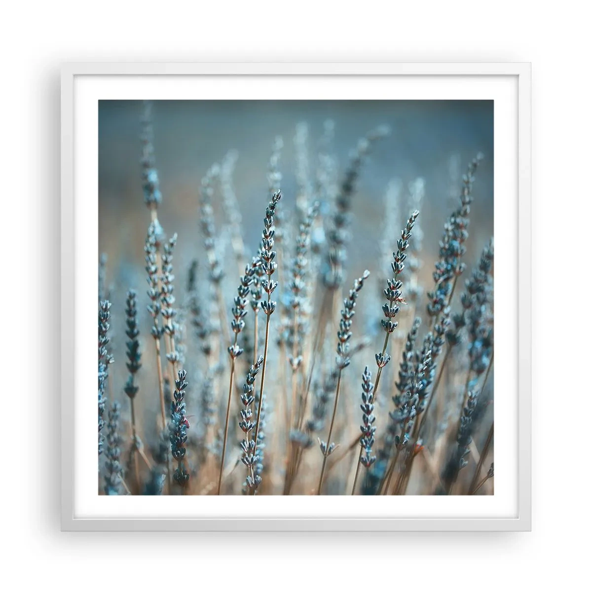 Poster în ramă albă - Câmpul parfumat - 60x60 cm