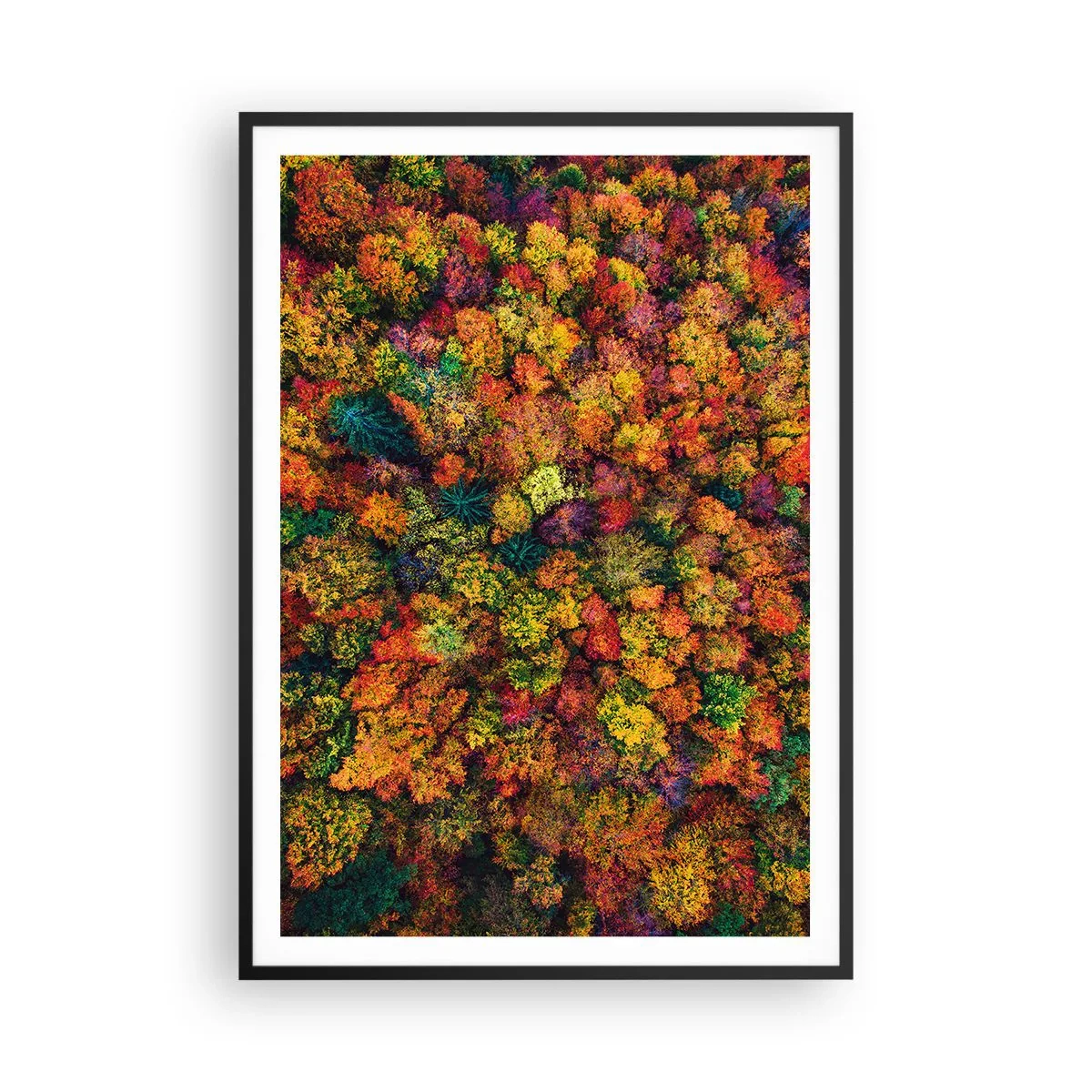 Poster în ramă neagră - Buchet de copaci de toamnă - 70x100 cm
