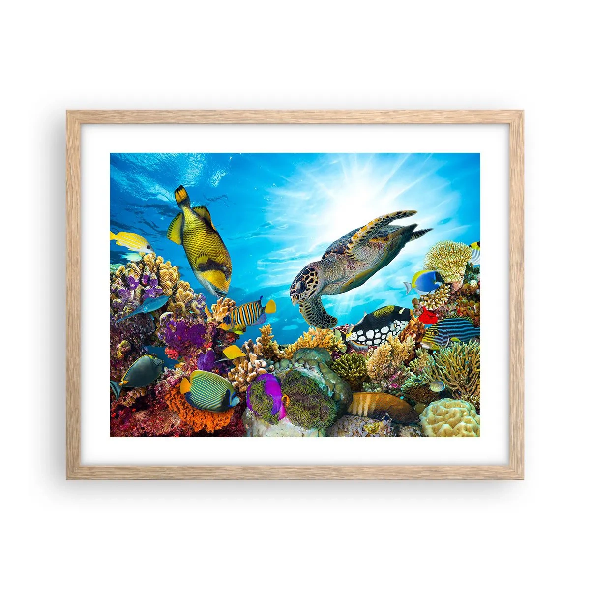 Poster în ramă de stejar deschis - Promenada de corali - 50x40 cm