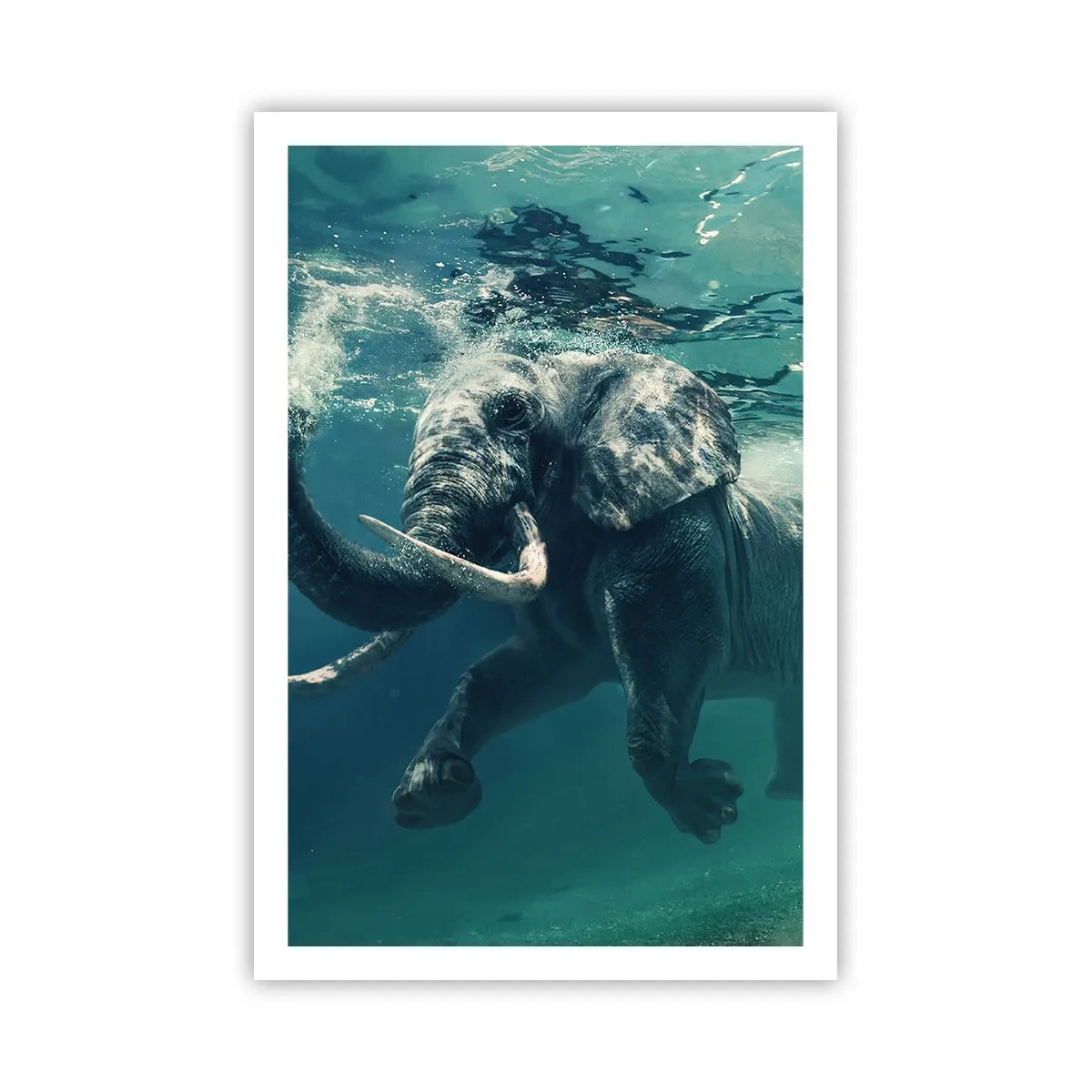 Poster - Tuturor le place să înoate - 61x91 cm