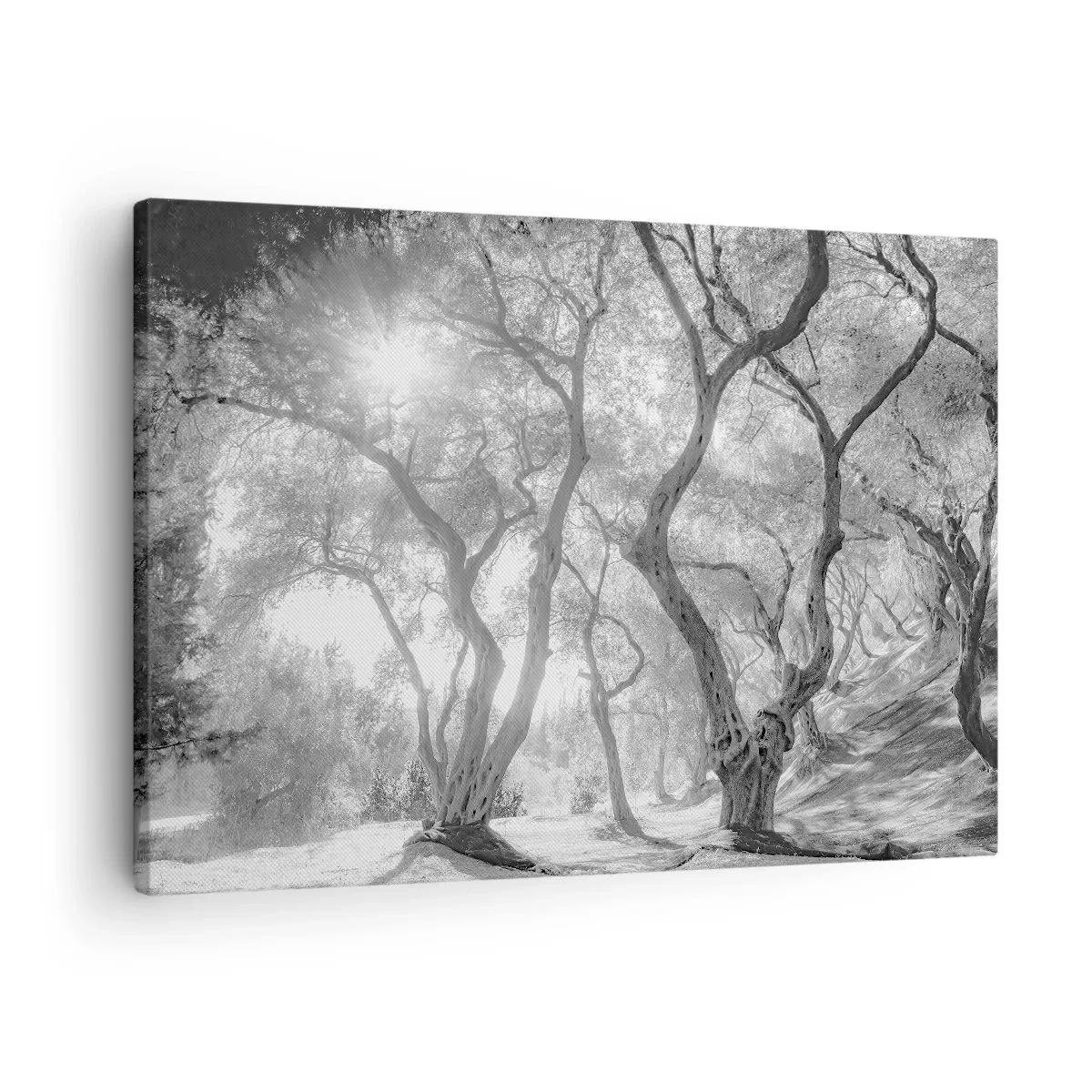 Tablou pe pânză Canvas - Vedere alb-negru a copacilor dintr-o livadă de măslini cu raze de soare - 70x50cm - Într-o livadă de măslini - Decorațiune modernă pentru perete pentru living și dormitor ARTTOR