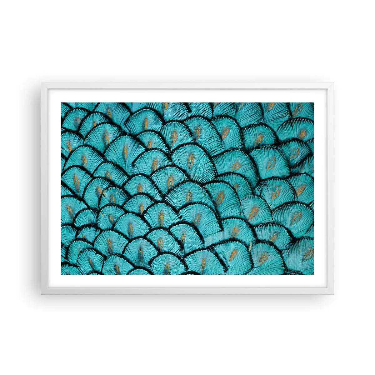 Poster în ramă albă - Marea gală a penelor - 70x50 cm