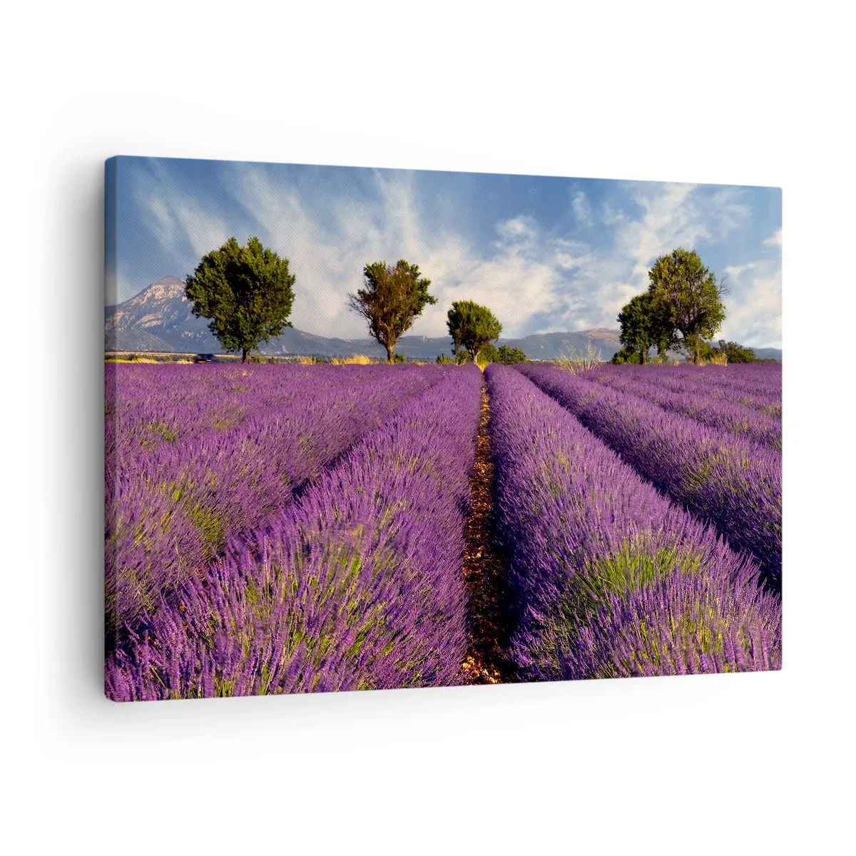 Tablou pe pânză Canvas - Un câmp de lavandă cu copaci pe fundalul munților și cerului - 70x50cm - Câmpuri de lavandă - Decorațiune modernă pentru perete pentru living și dormitor ARTTOR