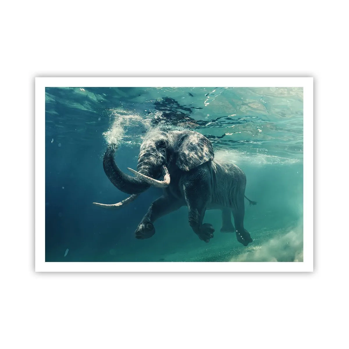 Poster - Tuturor le place să înoate - 100x70 cm