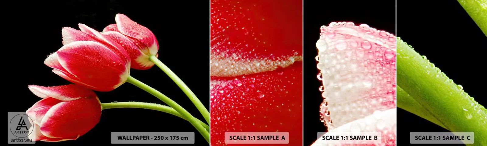 Mostră tapet autocolant Deluxe Sticker - Promisiunea unei iubiri pure - Flori, Lalele, Natură - 100x30 cm