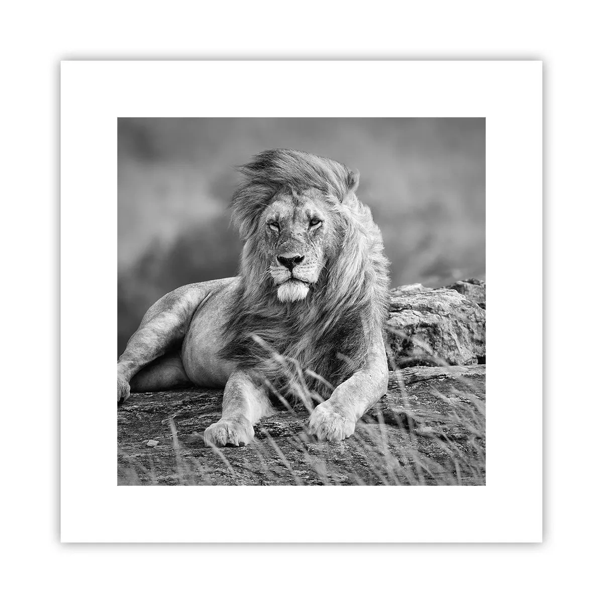 Poster - Siesta regală - 30x30 cm