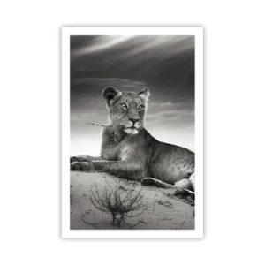 Poster - Odihna reginei deșertului - 61x91 cm