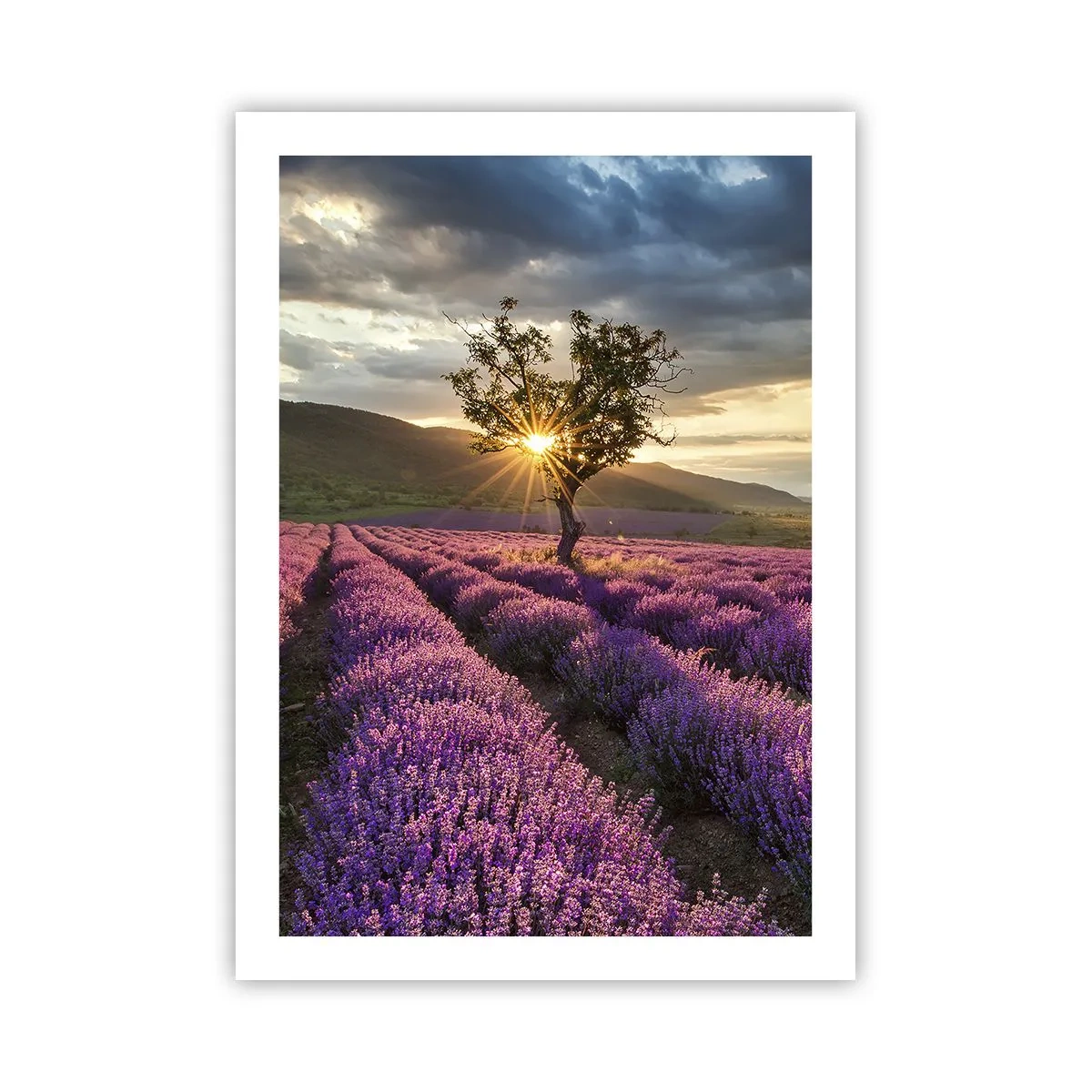 Poster - Aroma în liliac - 50x70 cm