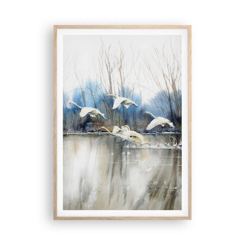 Poster în ramă de stejar deschis - Dansând cu lebedele sălbatice - 70x100 cm