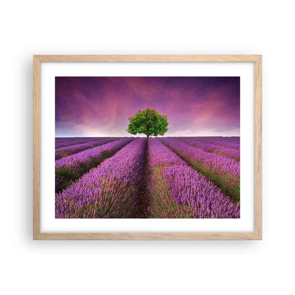 Poster în ramă de stejar deschis - În câmpurile de lavandă - 50x40 cm