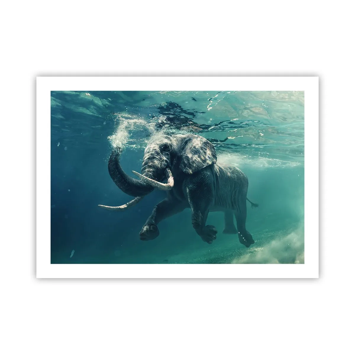 Poster - Tuturor le place să înoate - 70x50 cm