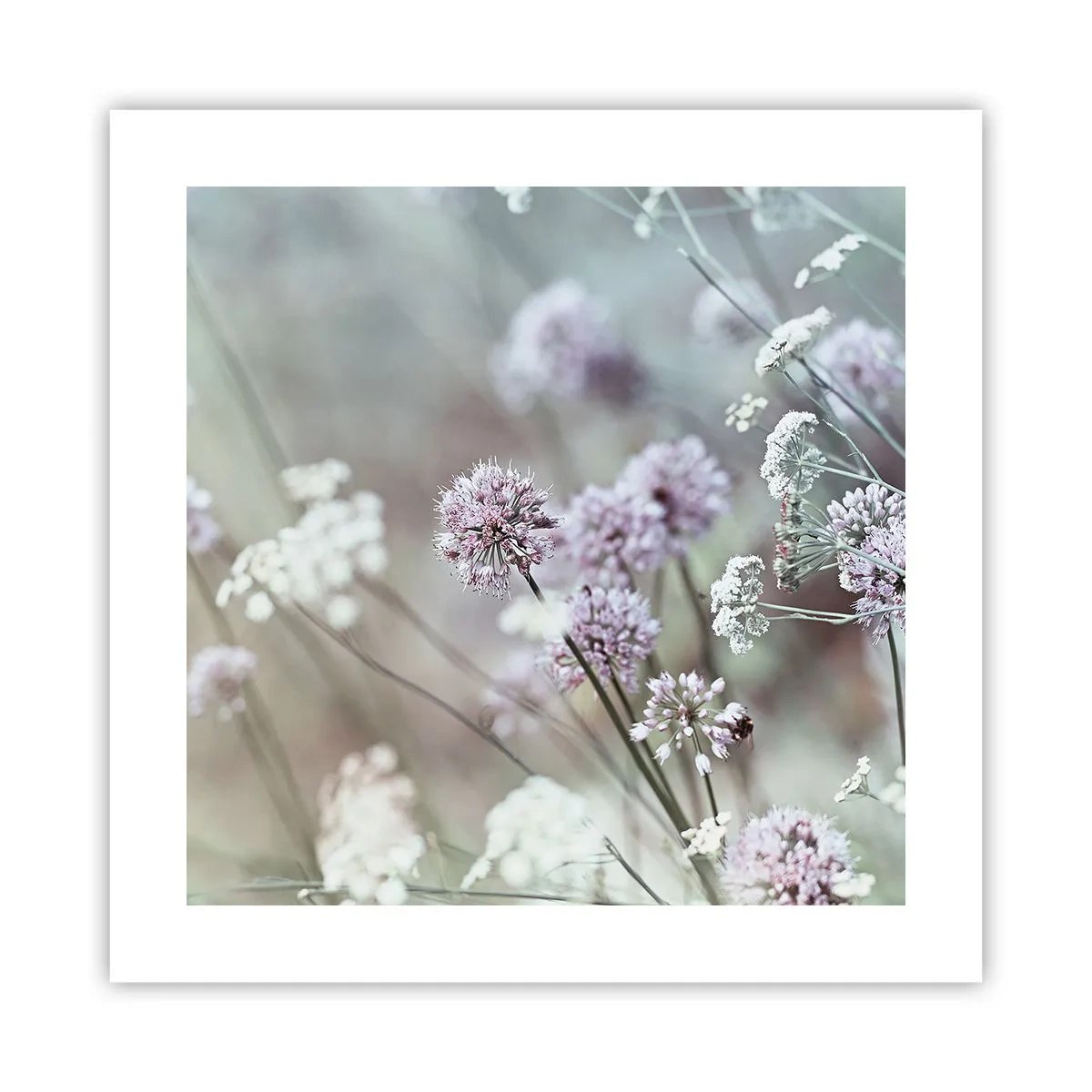 Poster - Ierburi dulci filigranate - 40x40 cm