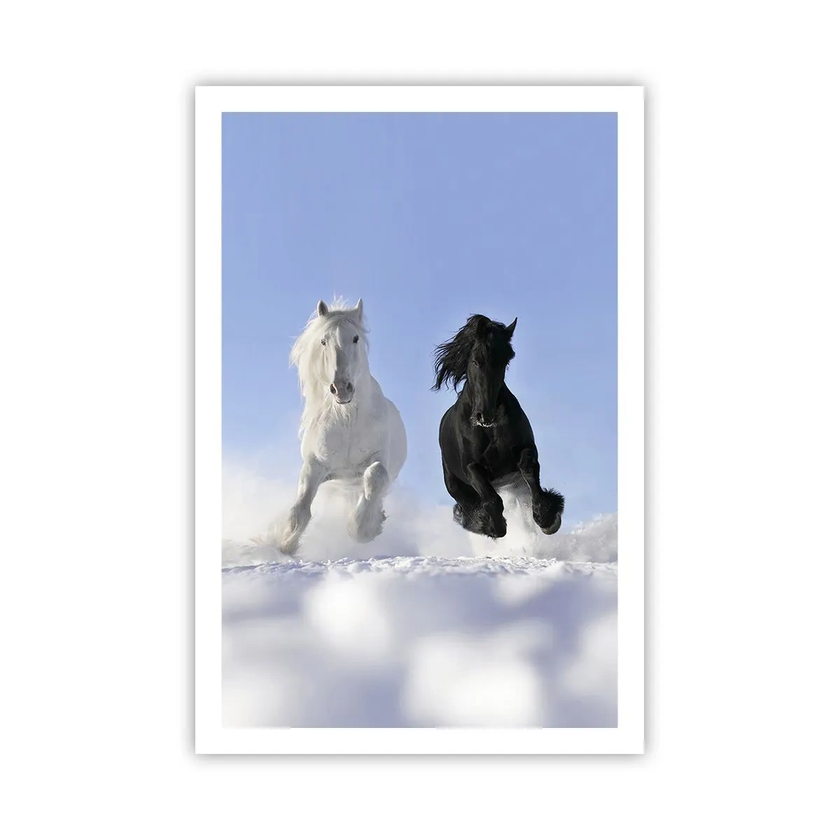 Poster - Galop de alb și negru - 61x91 cm