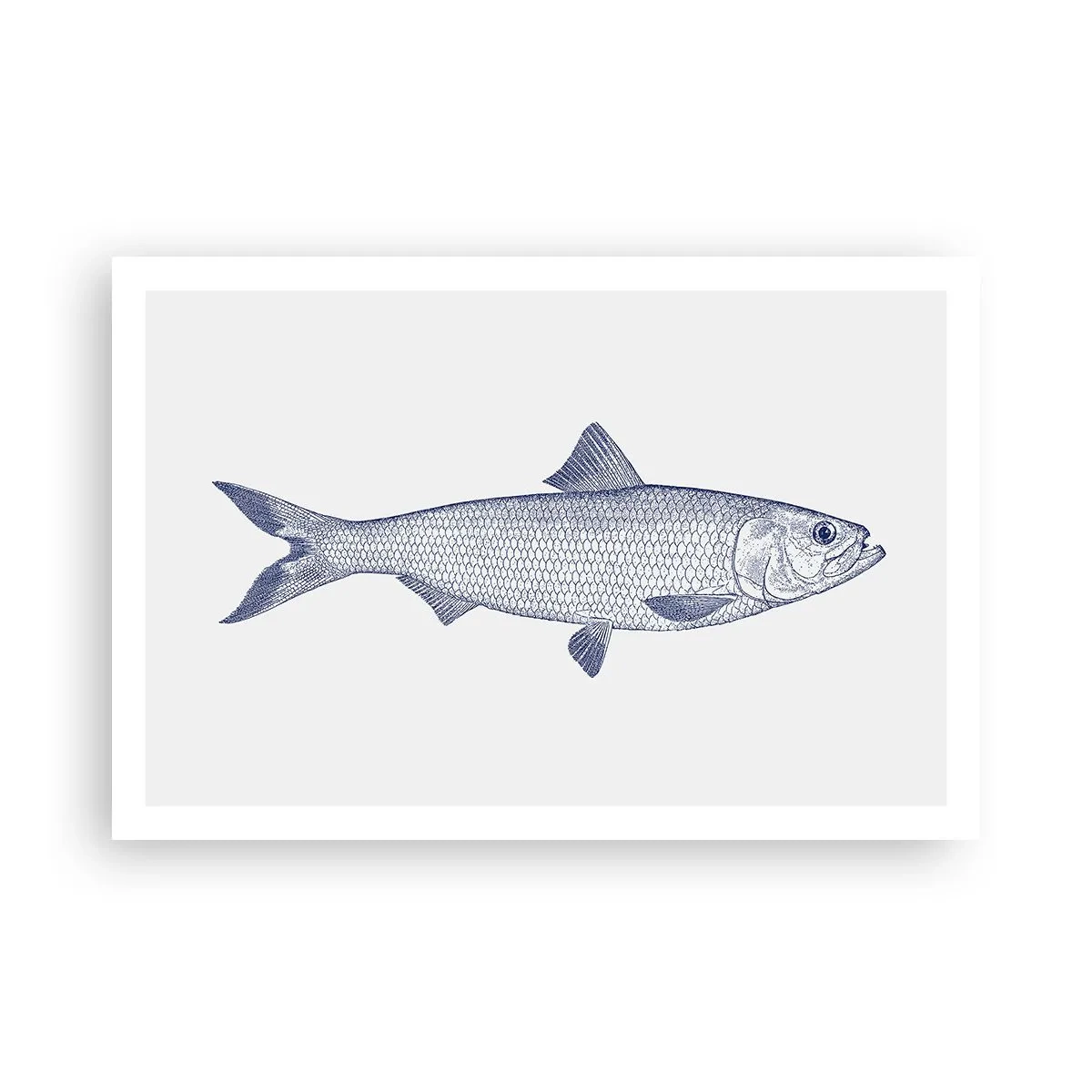 Poster - Salutări din mările nordice - 91x61 cm