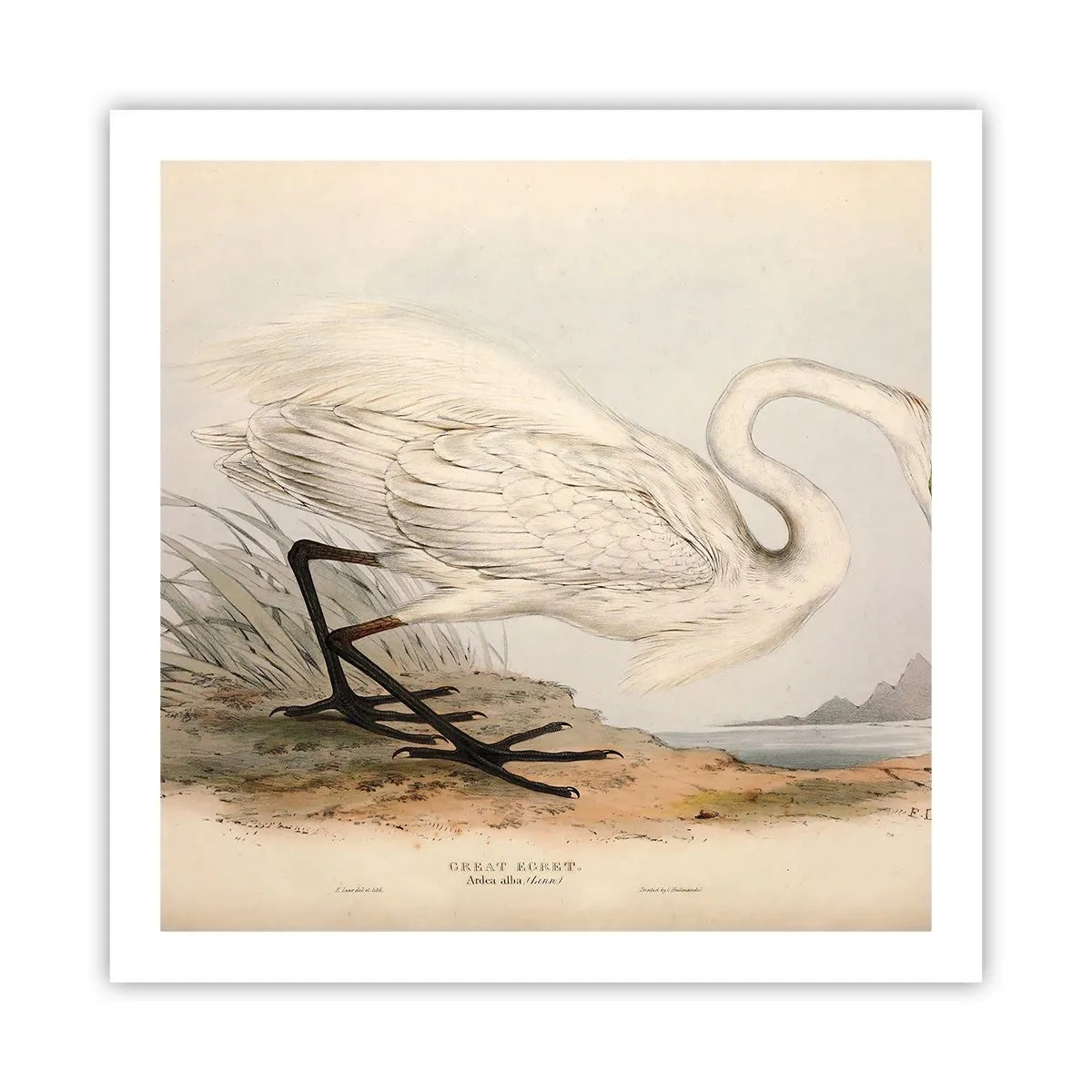 Poster - Doamna în stufărișuri - 60x60 cm