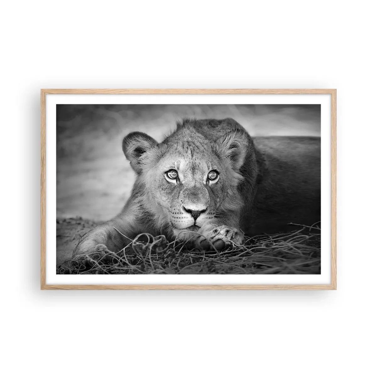 Poster în ramă de stejar deschis - Pisicuța regală - 91x61 cm
