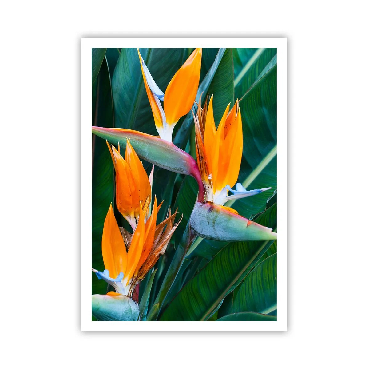 Poster - Este o floare sau o pasăre? - 70x100 cm