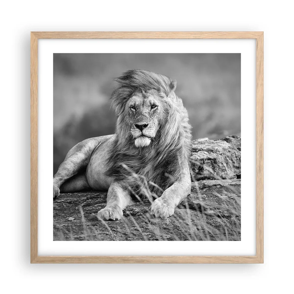 Poster în ramă de stejar deschis - Siesta regală - 50x50 cm