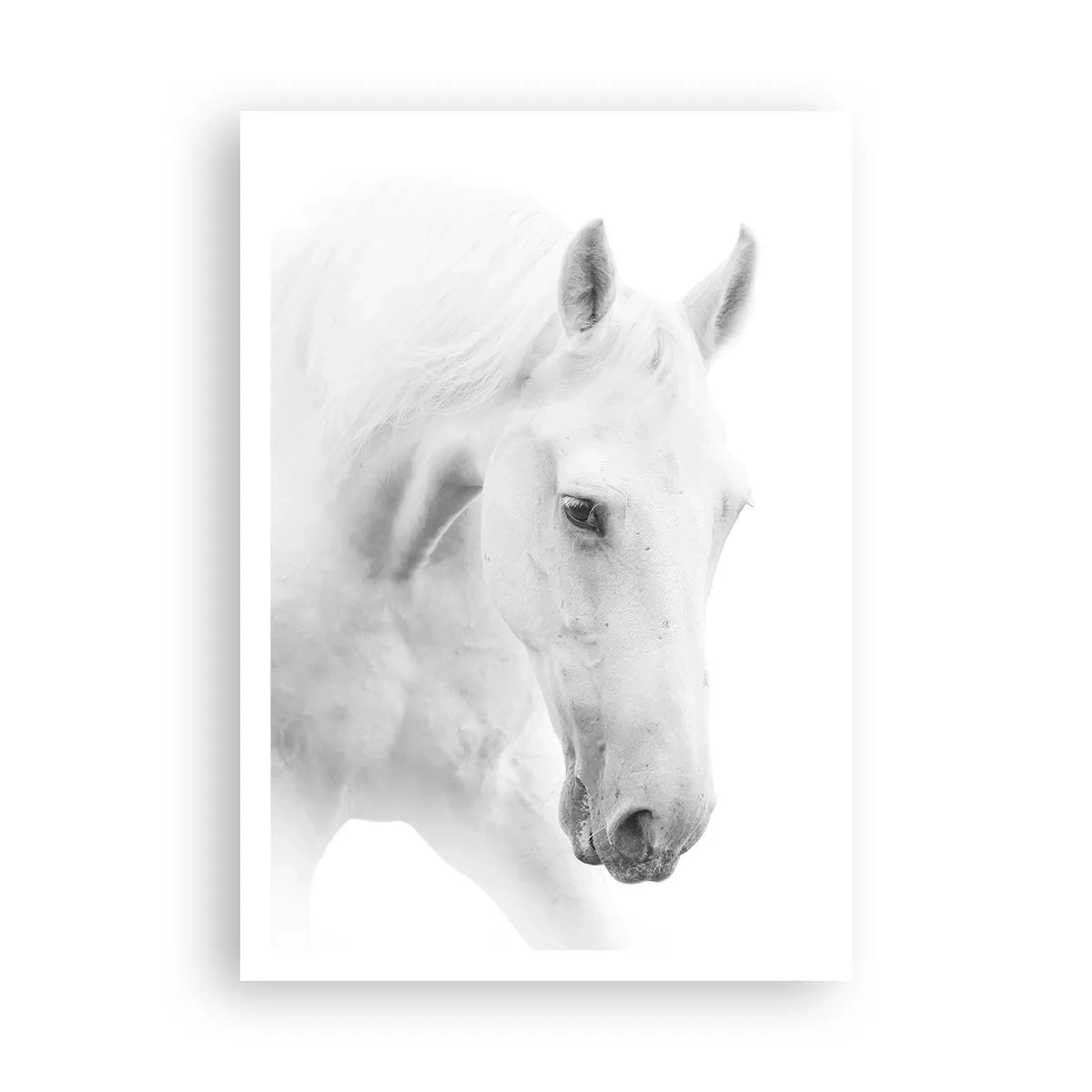 Poster - Este aceasta o prietenie...? - 70x100 cm