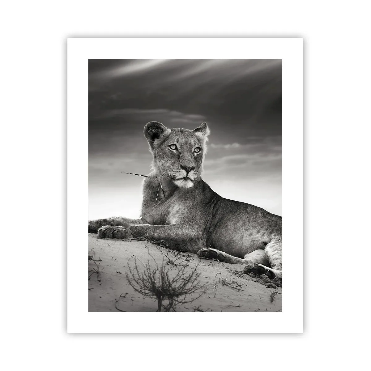 Poster - Odihna reginei deșertului - 40x50 cm