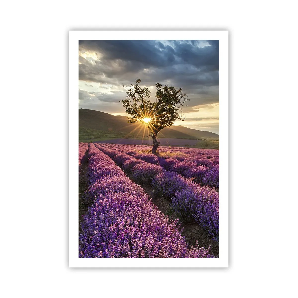 Poster - Aroma în liliac - 61x91 cm