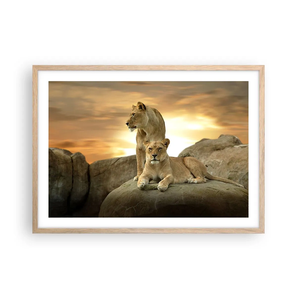 Poster în ramă de stejar deschis - Maiestate regală - 70x50 cm