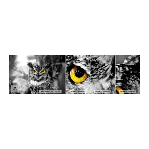 Mostră tapet autocolant Deluxe Sticker - Nimic nu poate fi ascuns - Păsări, Bufniţă, Natură - 100x30 cm