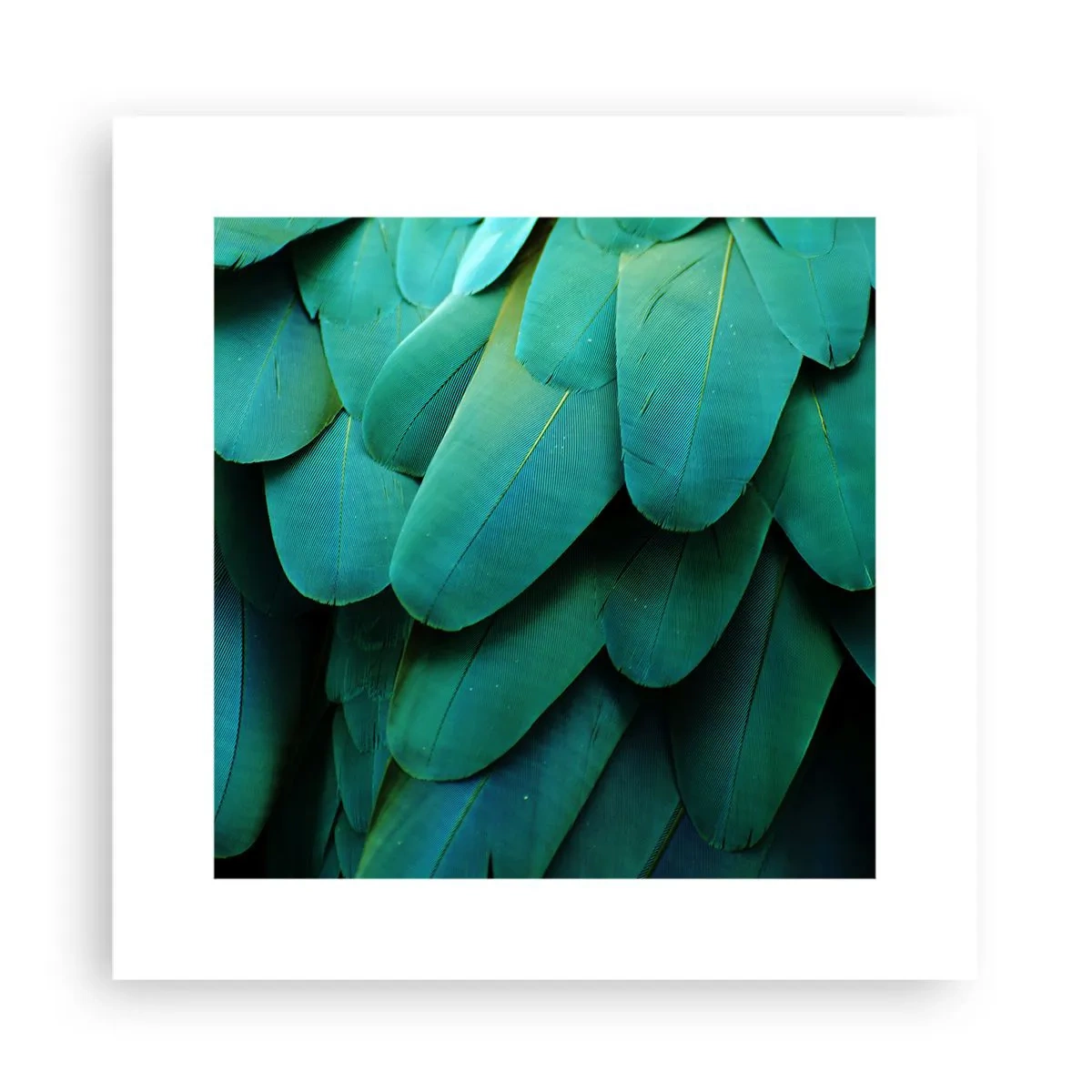 Poster - Precizia naturii papagalicești - 30x30 cm