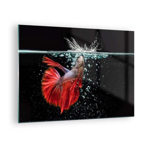 Tablou pe sticlă - Betta roșie într-o compoziție dinamică a apei - 70x50cm - Aveți trei dorințe - Decorațiune modernă pentru perete pentru living și dormitor ARTTOR