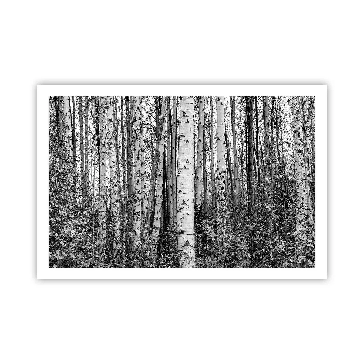 Poster - Coloane de mesteacăn - 91x61 cm