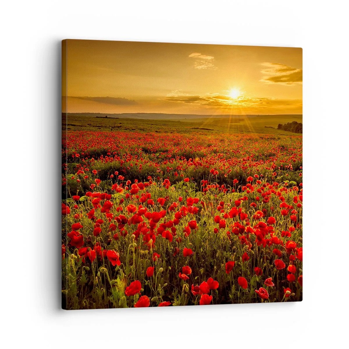 Tablou pe pânză - Printre valuri de pajiști care zumzăie, printre potop de flori - 30x30 cm