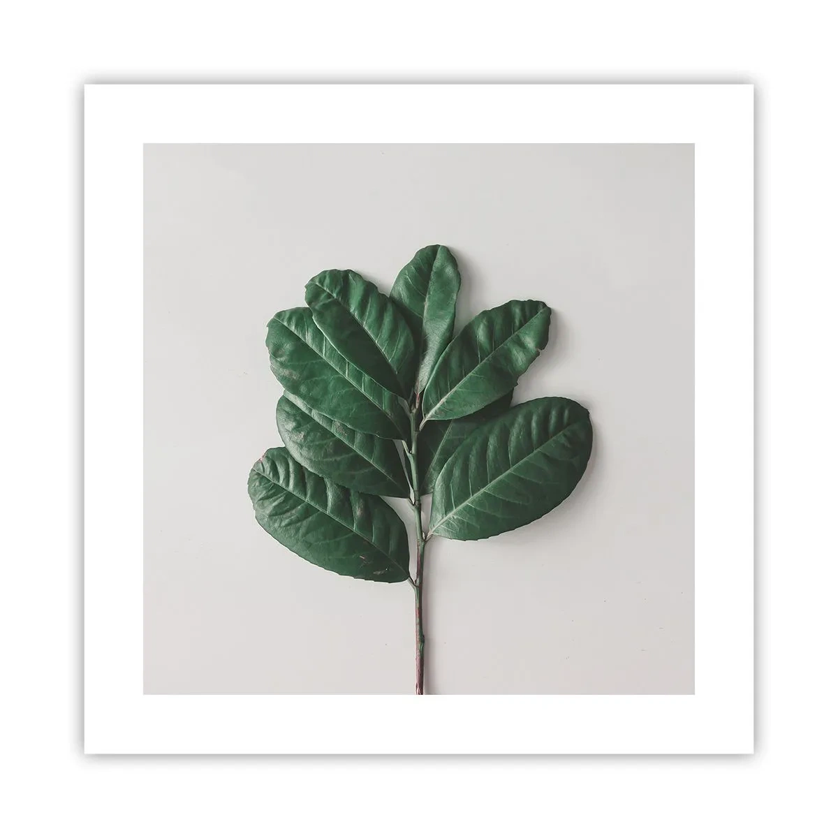 Poster - Desenul naturii însăși - 40x40 cm