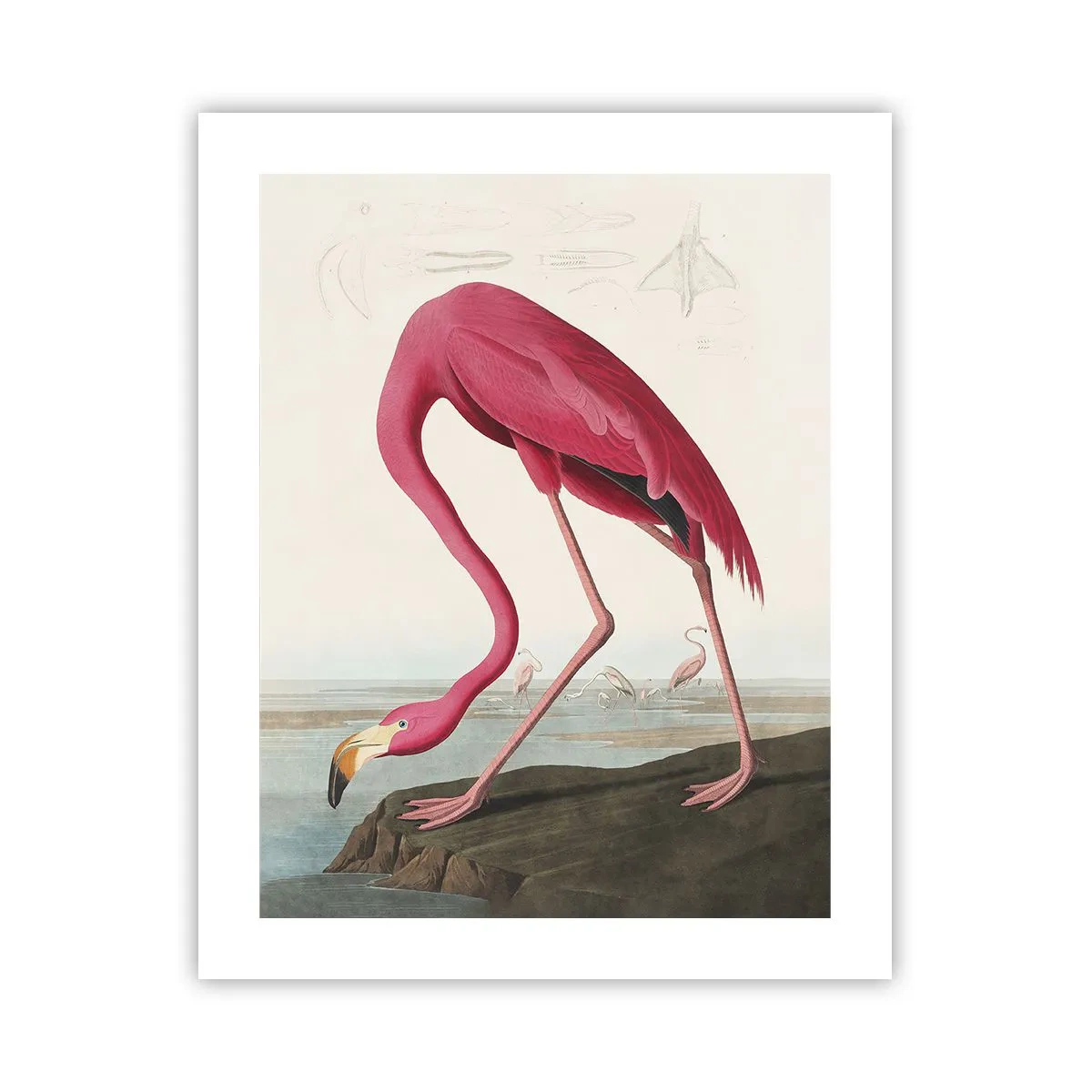 Poster - O creatură uimitoare - 40x50 cm