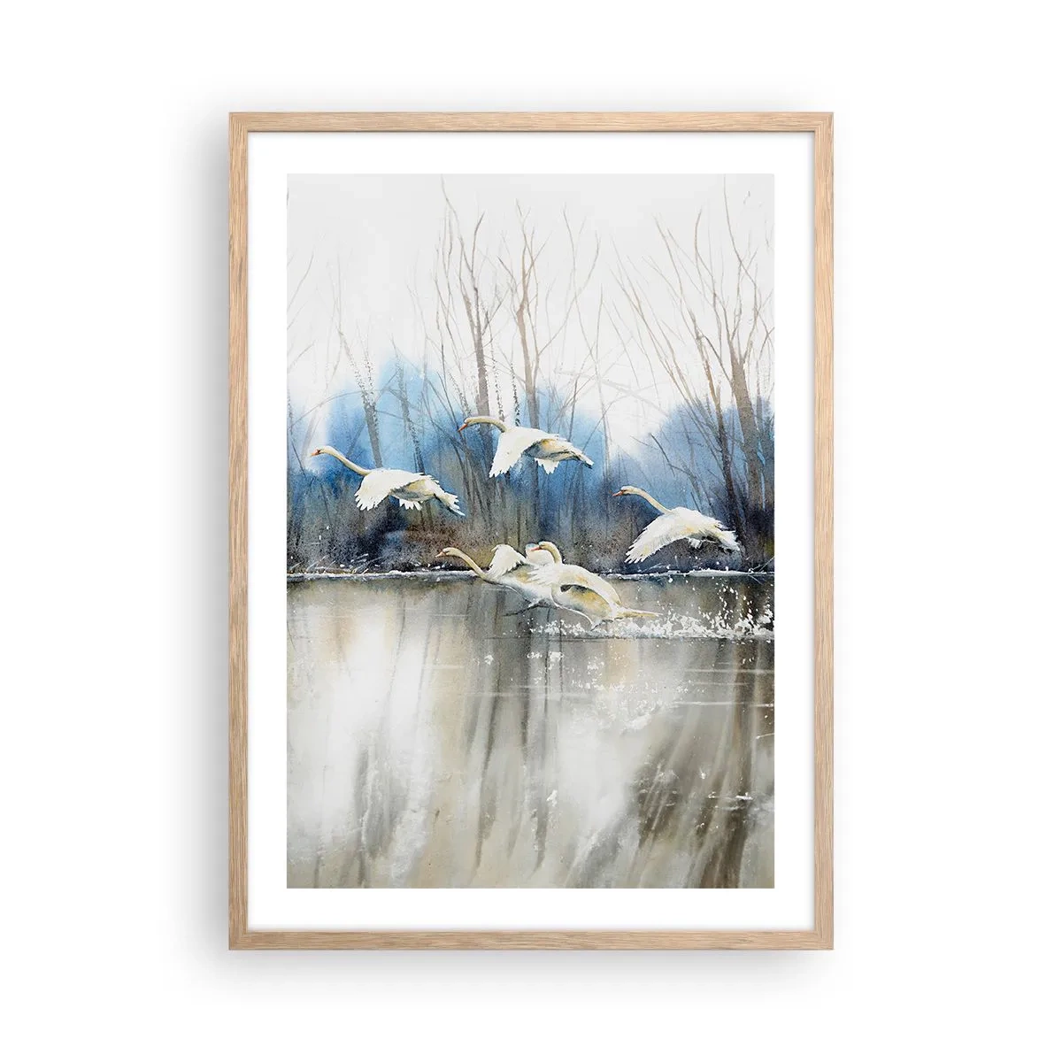 Poster în ramă de stejar deschis - Dansând cu lebedele sălbatice - 50x70 cm