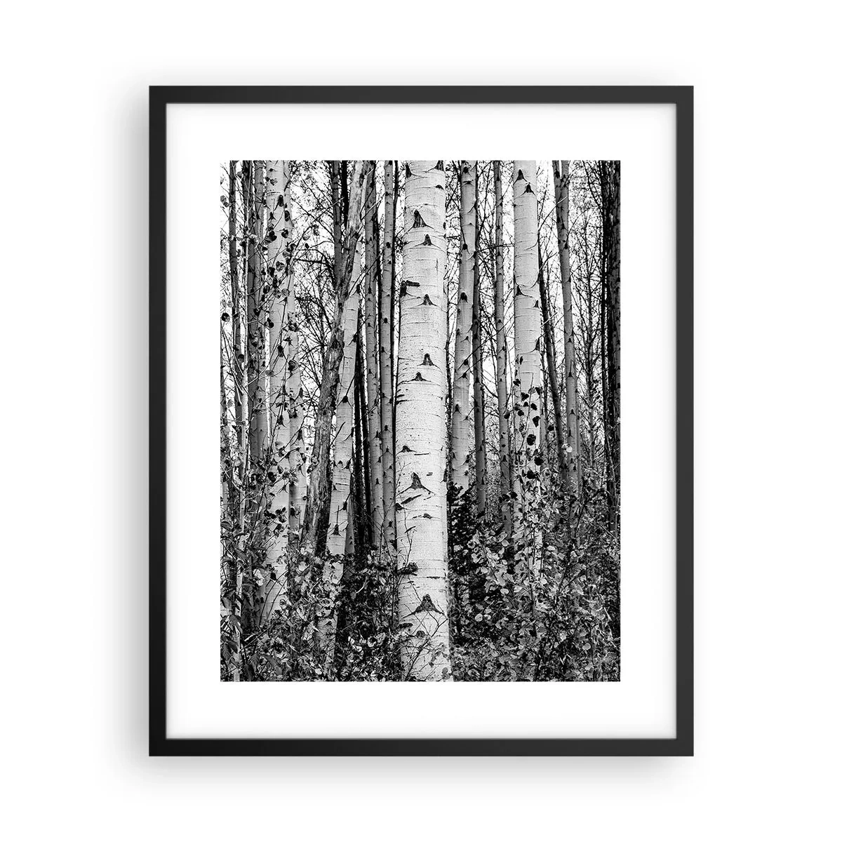Poster în ramă neagră - Coloane de mesteacăn - 40x50 cm