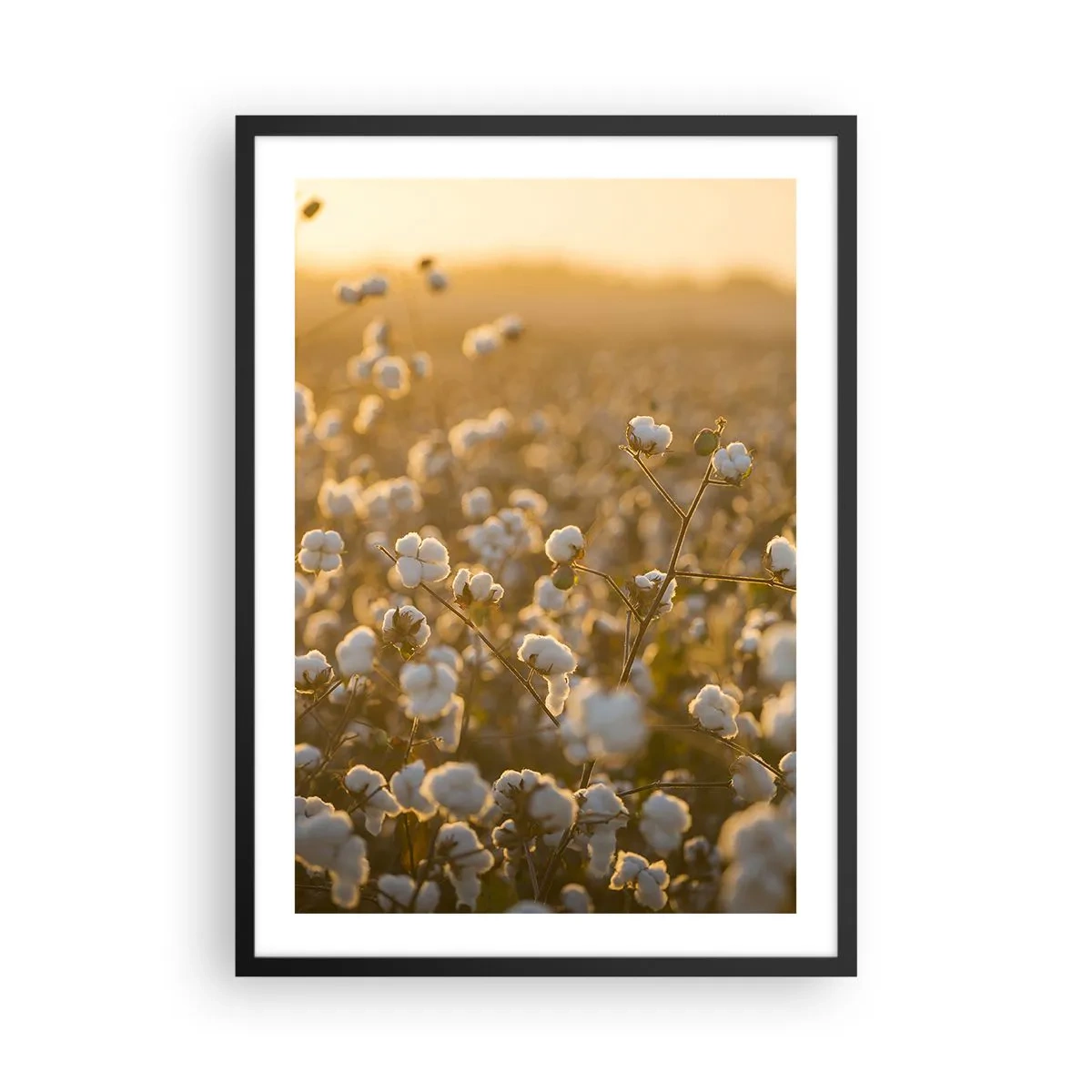 Poster în ramă neagră - Un câmp de bumbac în lumina caldă a soarelui apus - 50x70cm - Câmp pufos - Decorațiune modernă pentru perete pentru living și dormitor ARTTOR